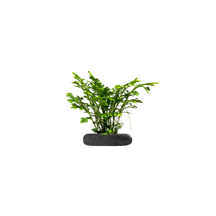 Planta terariu WIO "Variegated Spikemoss Spring" - imagine 3
